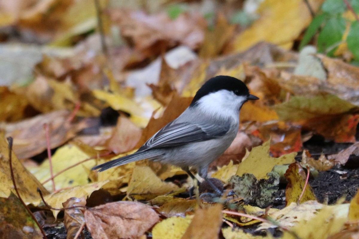 Mésange boréale - ML643344641