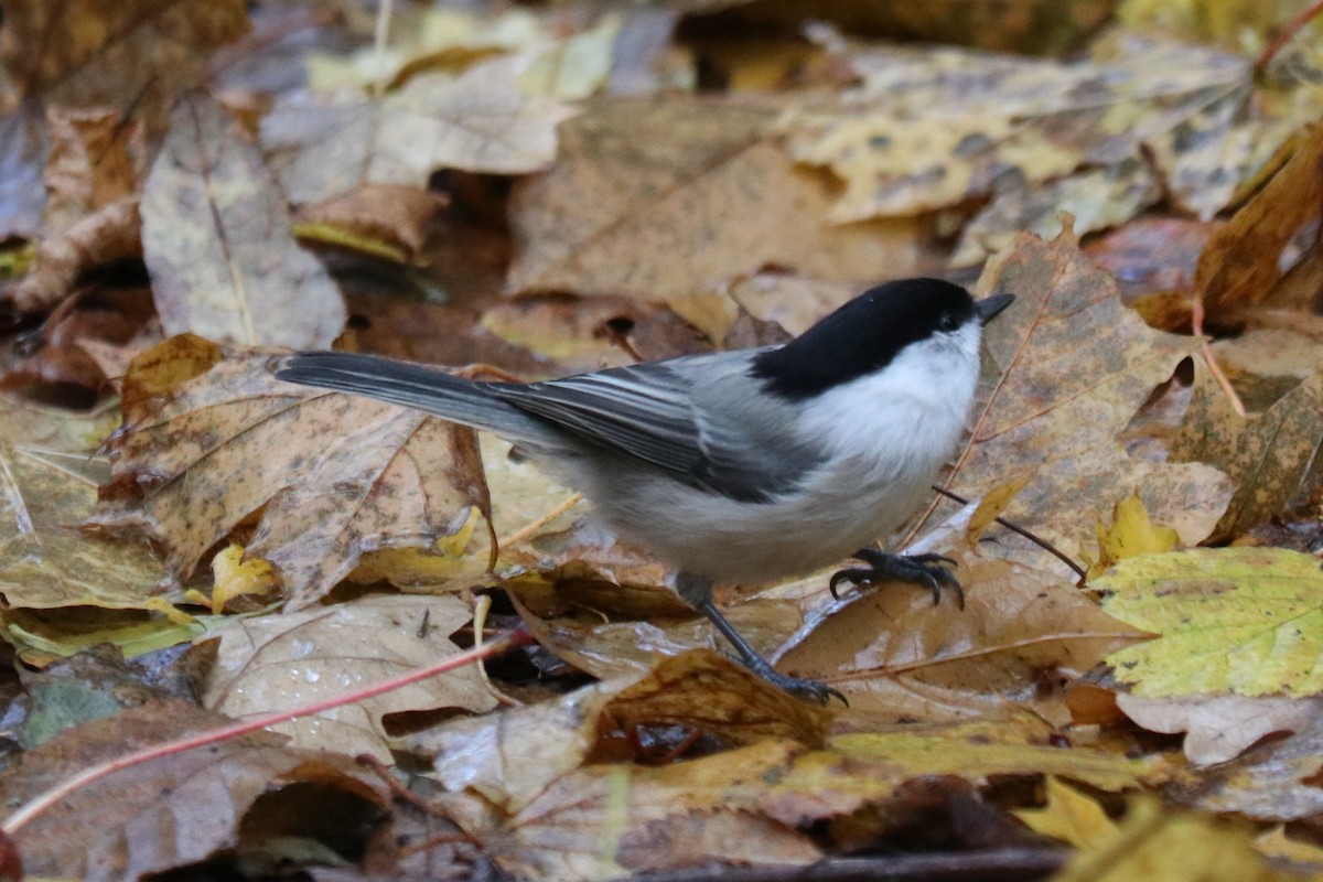 Mésange boréale - ML643344642