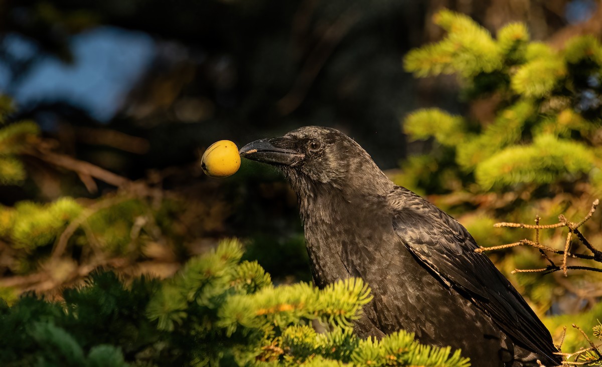 vrána americká - ML643344672