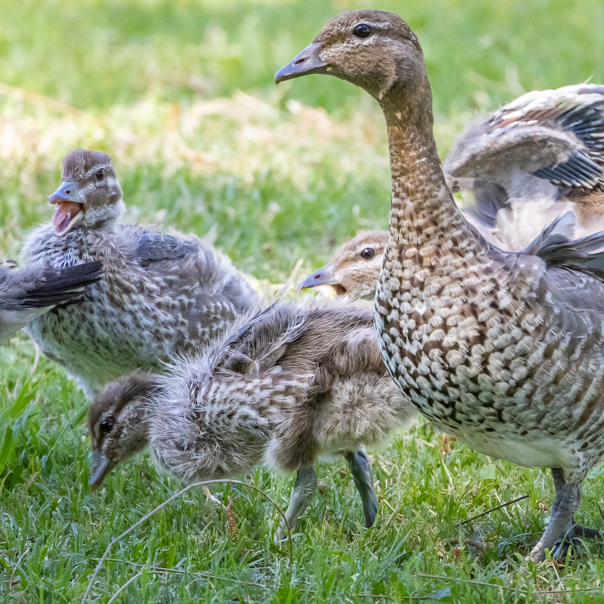 Maned Duck - ML643344770