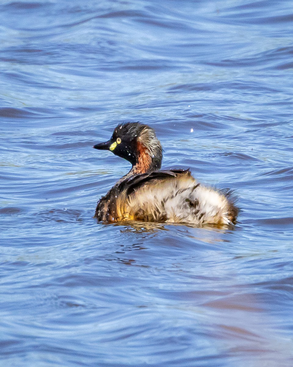 Australasian Grebe - ML643344793