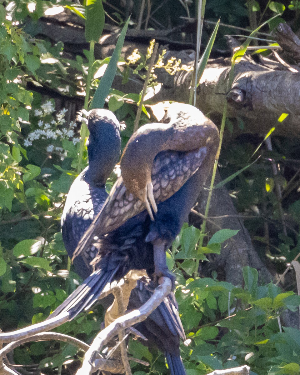 Little Black Cormorant - ML643344799