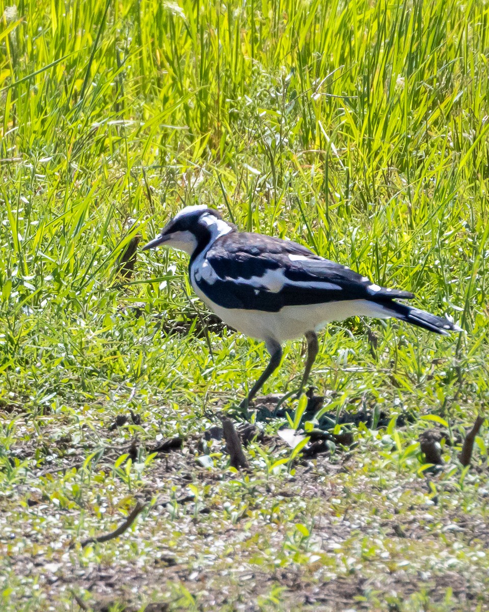 Magpie-lark - ML643344806