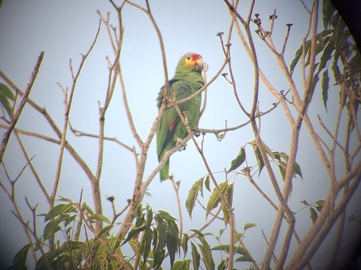 Red-lored Amazon - ML643344825