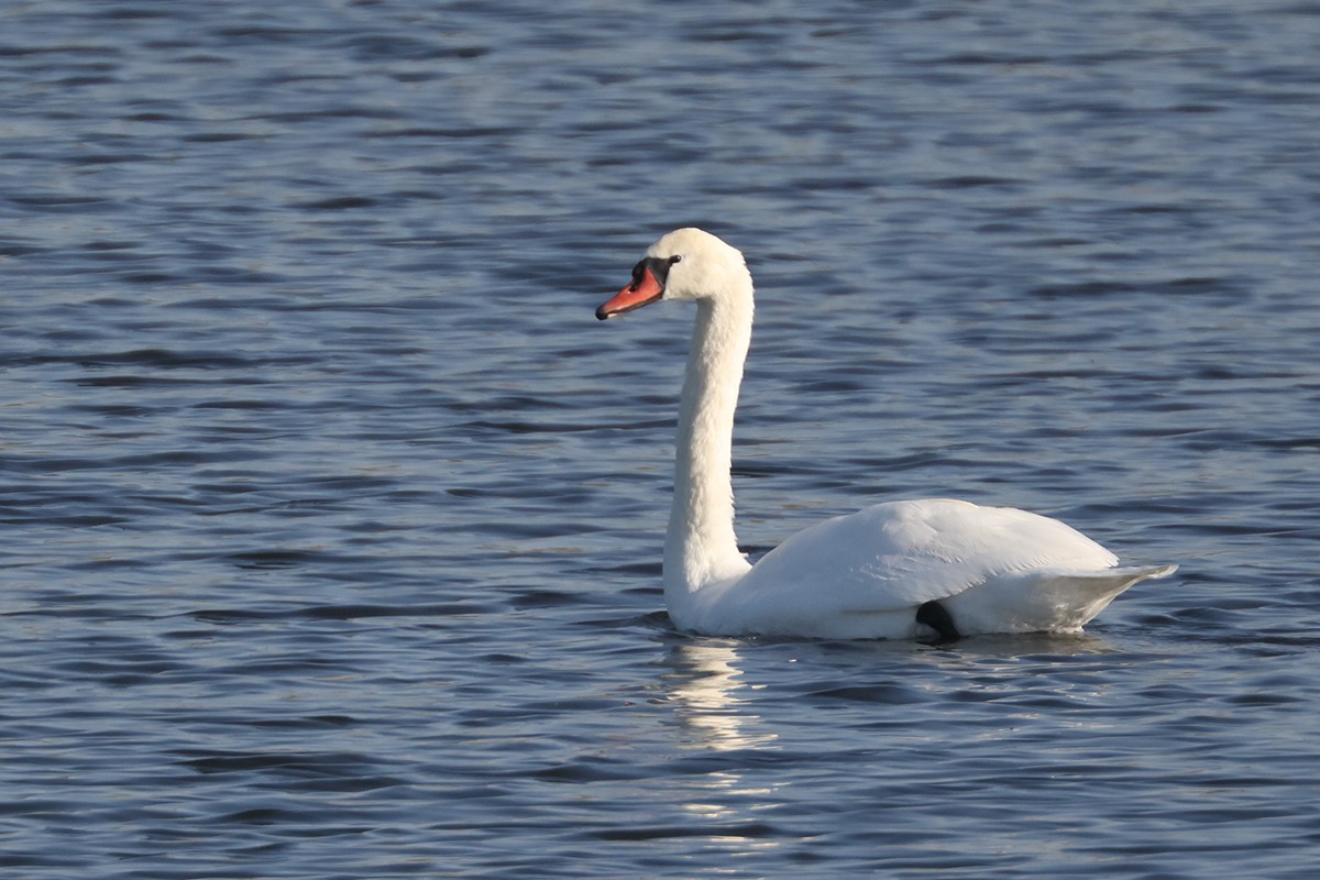 Mute Swan - ML643344837