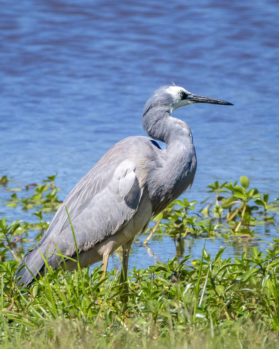 White-faced Heron - ML643344839