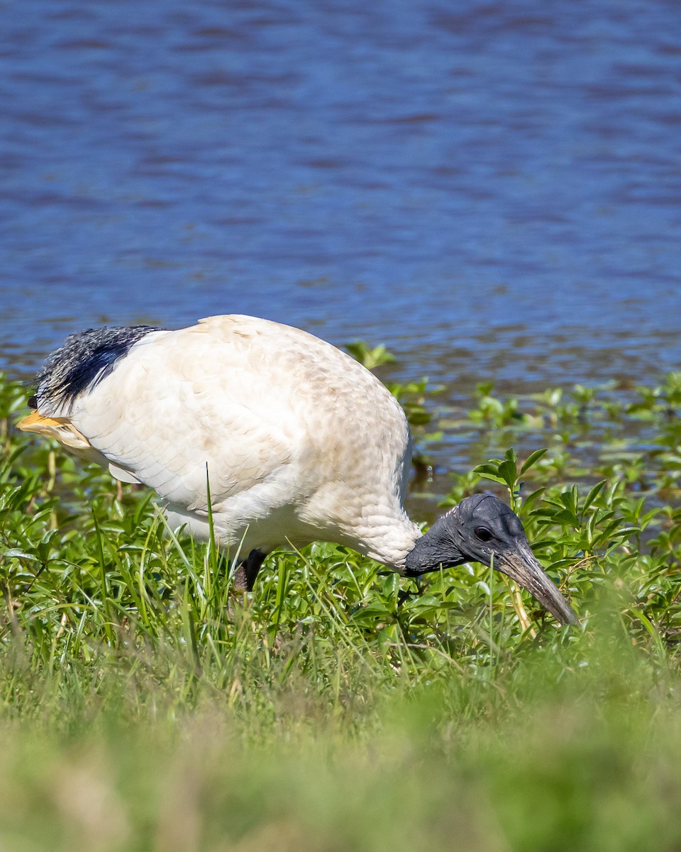 Australian Ibis - ML643344840