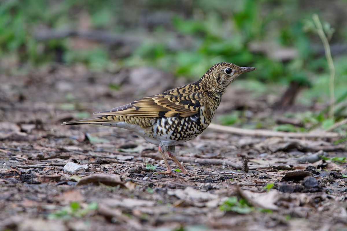 White's Thrush - ML643344845