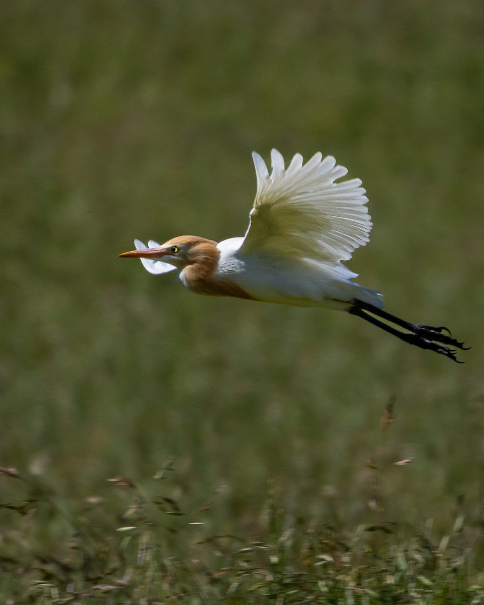 Eastern Cattle-Egret - ML643344850
