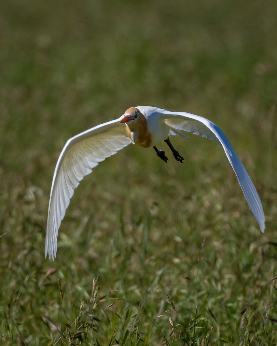 Eastern Cattle-Egret - ML643344851