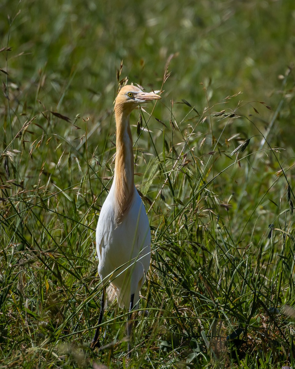Eastern Cattle-Egret - ML643344852