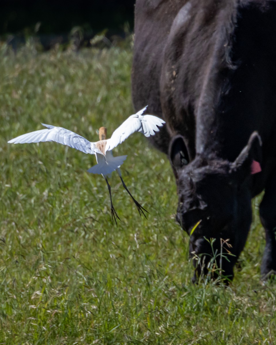 Eastern Cattle-Egret - ML643344853