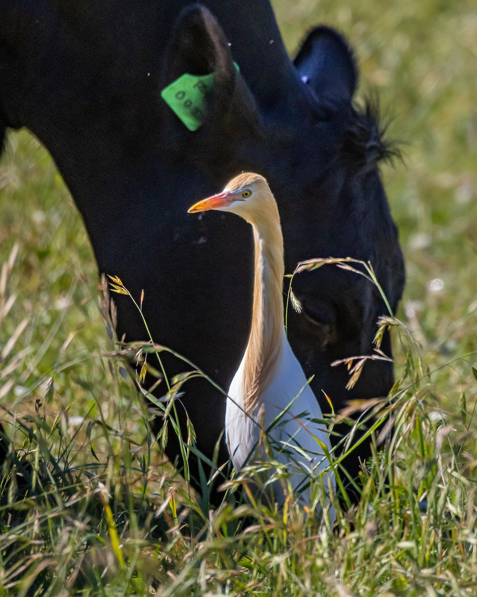 Eastern Cattle-Egret - ML643344855
