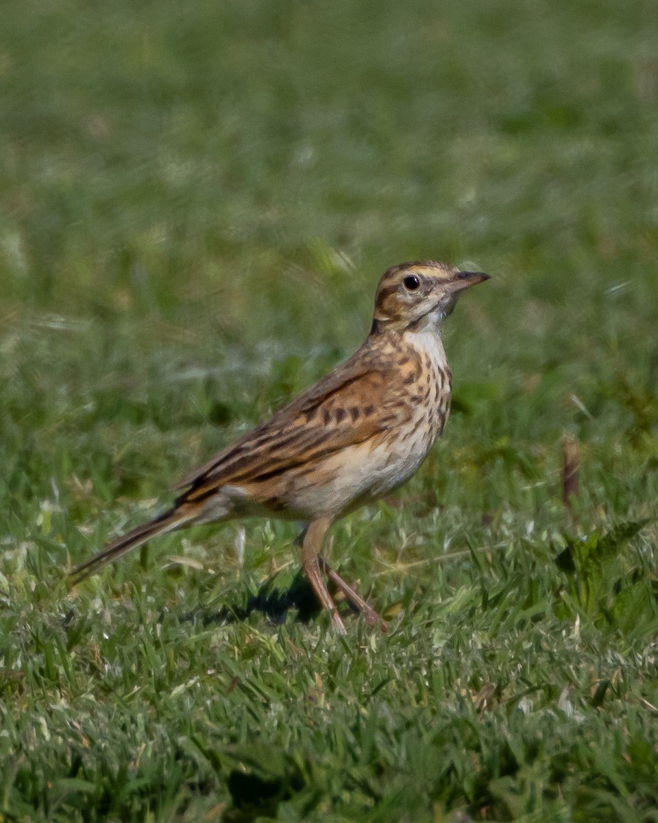 Australian Pipit - ML643344867