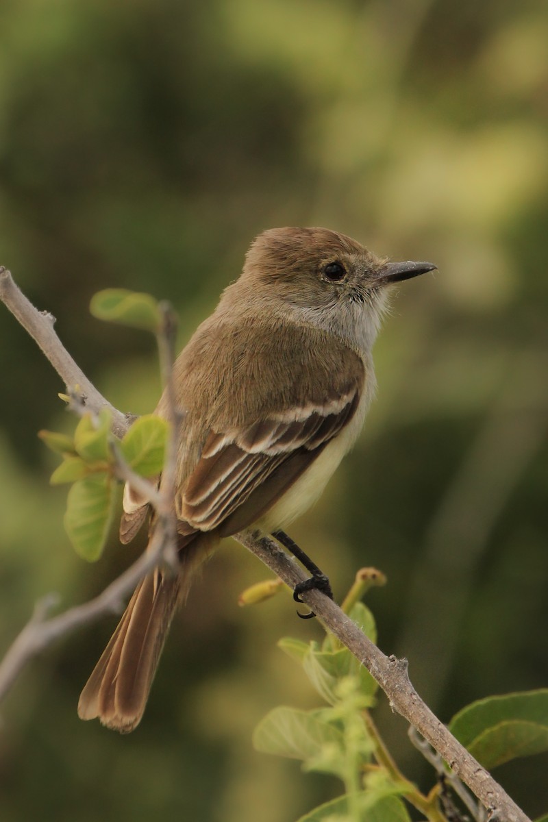 Tyran des Galapagos - ML643344875