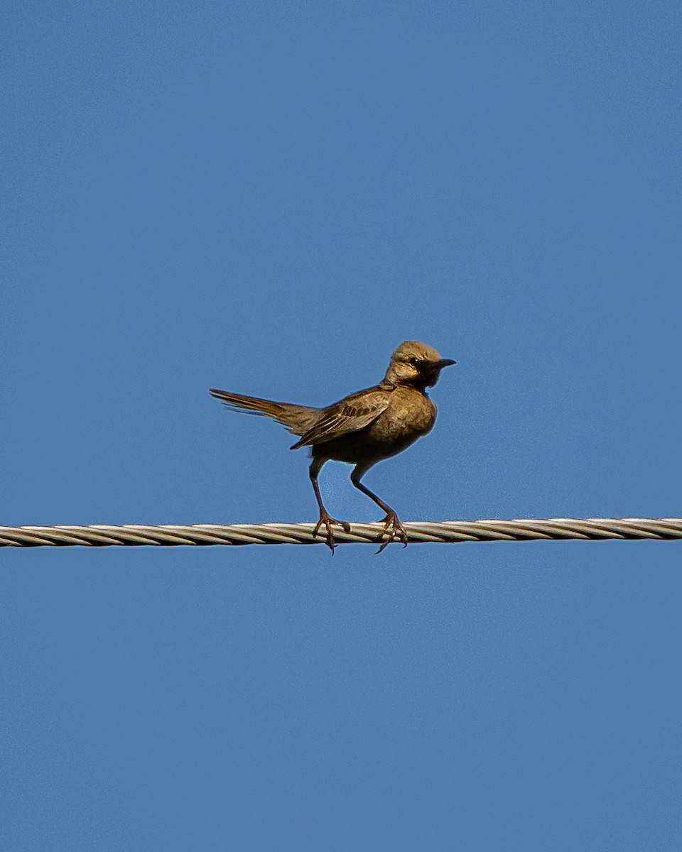 Brown Songlark - ML643344877