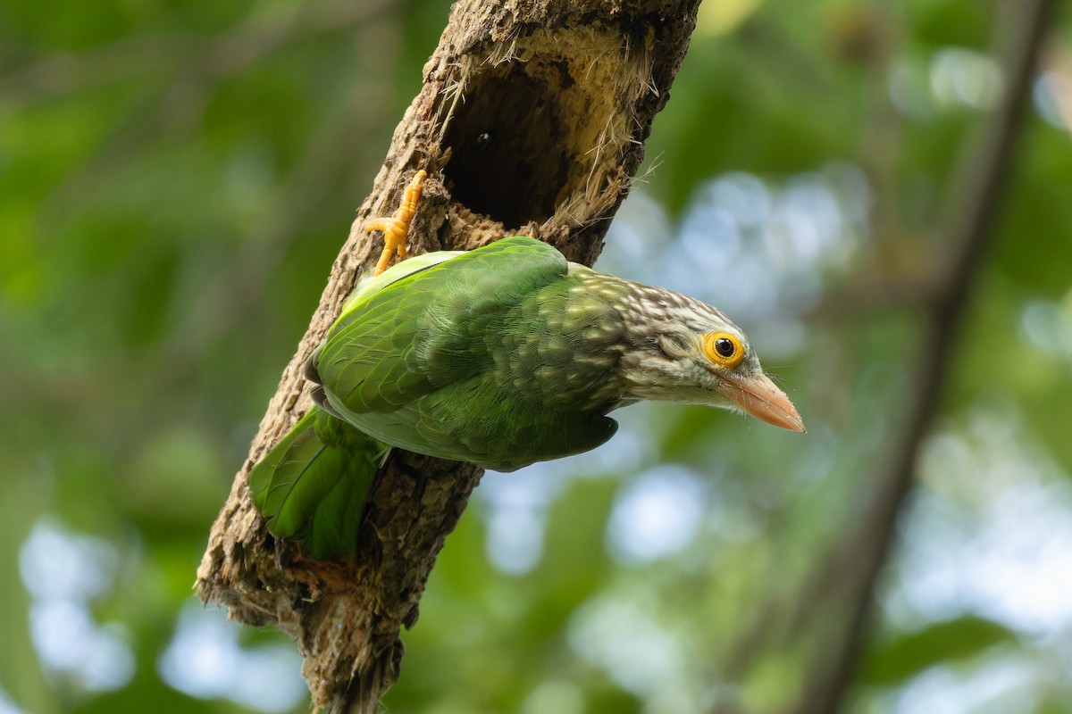 Lineated Barbet - ML643344882