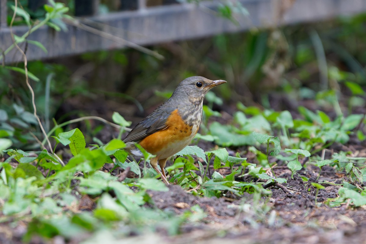 Gray-backed Thrush - ML643344888
