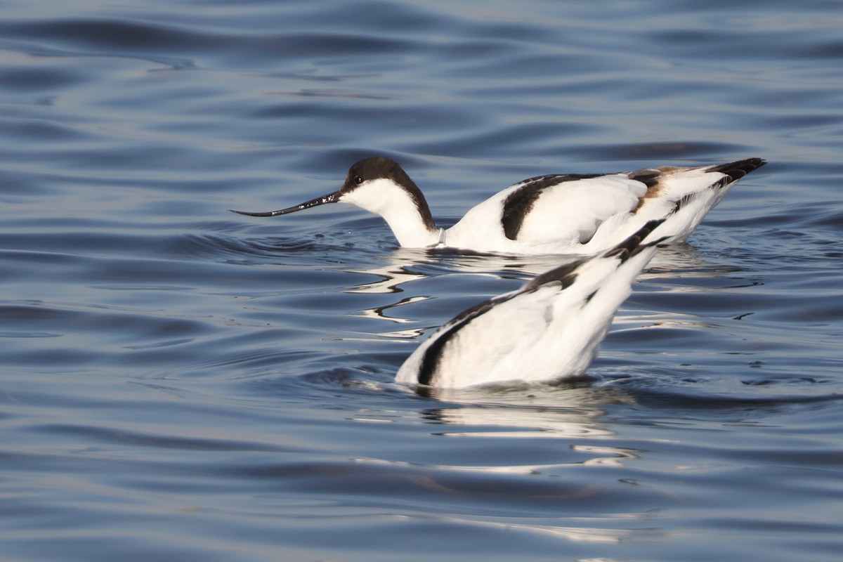 Pied Avocet - ML643344889