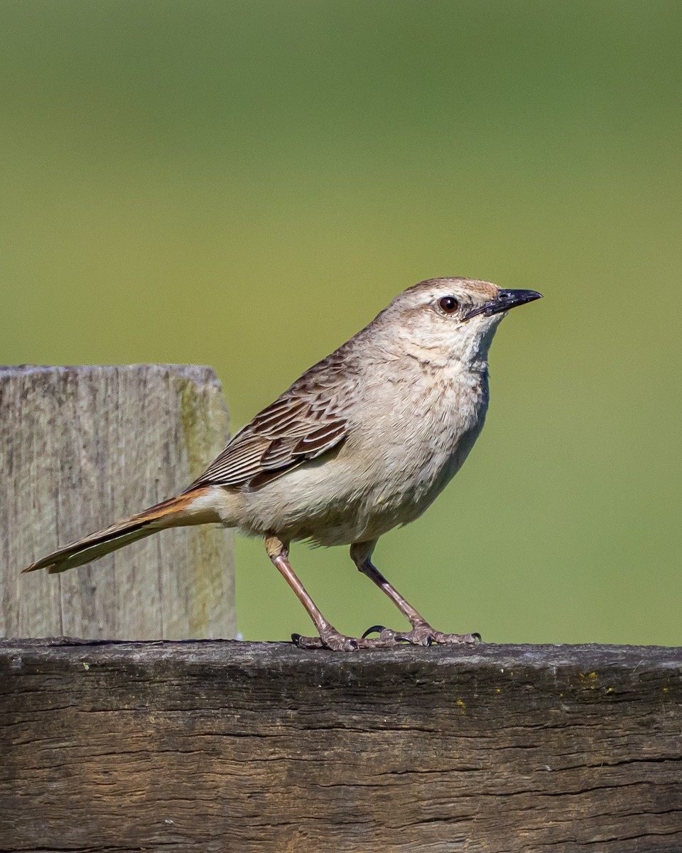 Rufous Songlark - ML643344892