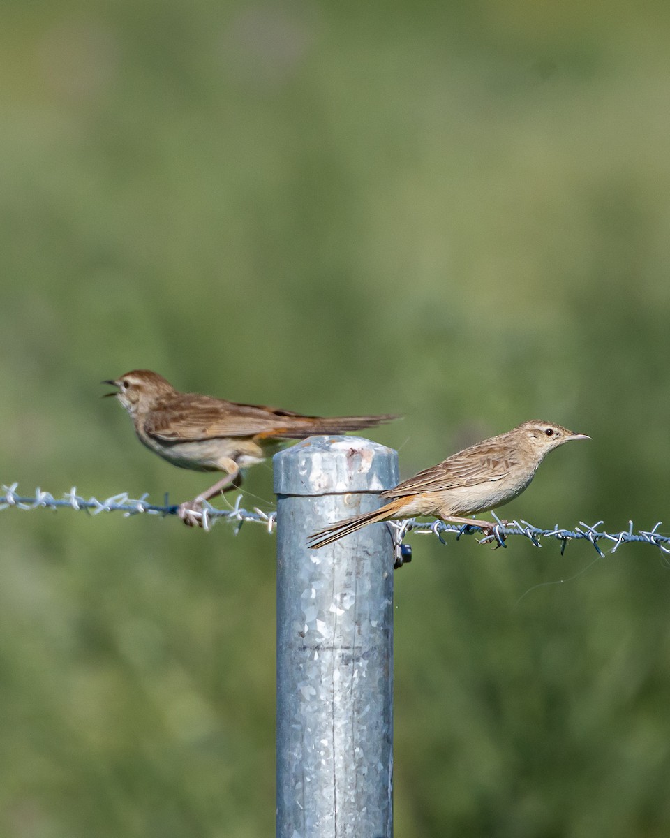 Rufous Songlark - ML643344893