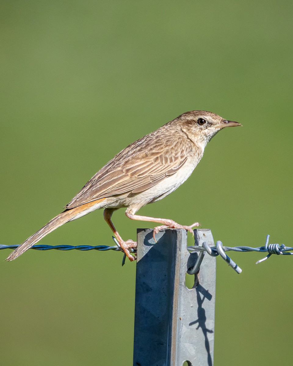 Rufous Songlark - ML643344894