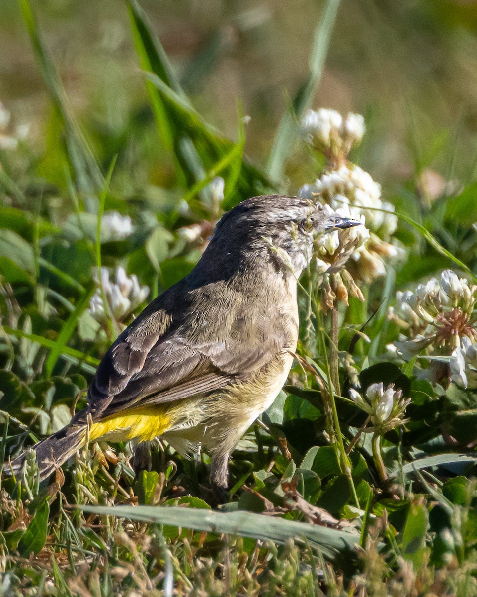 Yellow-rumped Thornbill - ML643344904