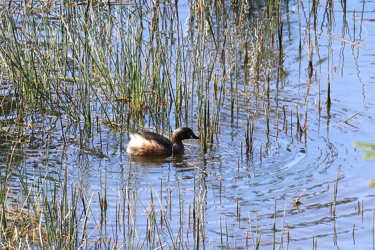 Australasian Grebe - ML643344905
