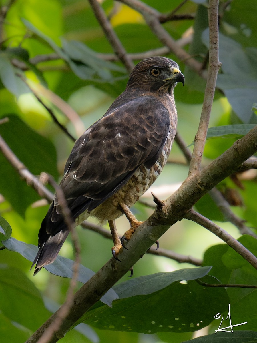 Broad-winged Hawk (Caribbean) - ML643344909
