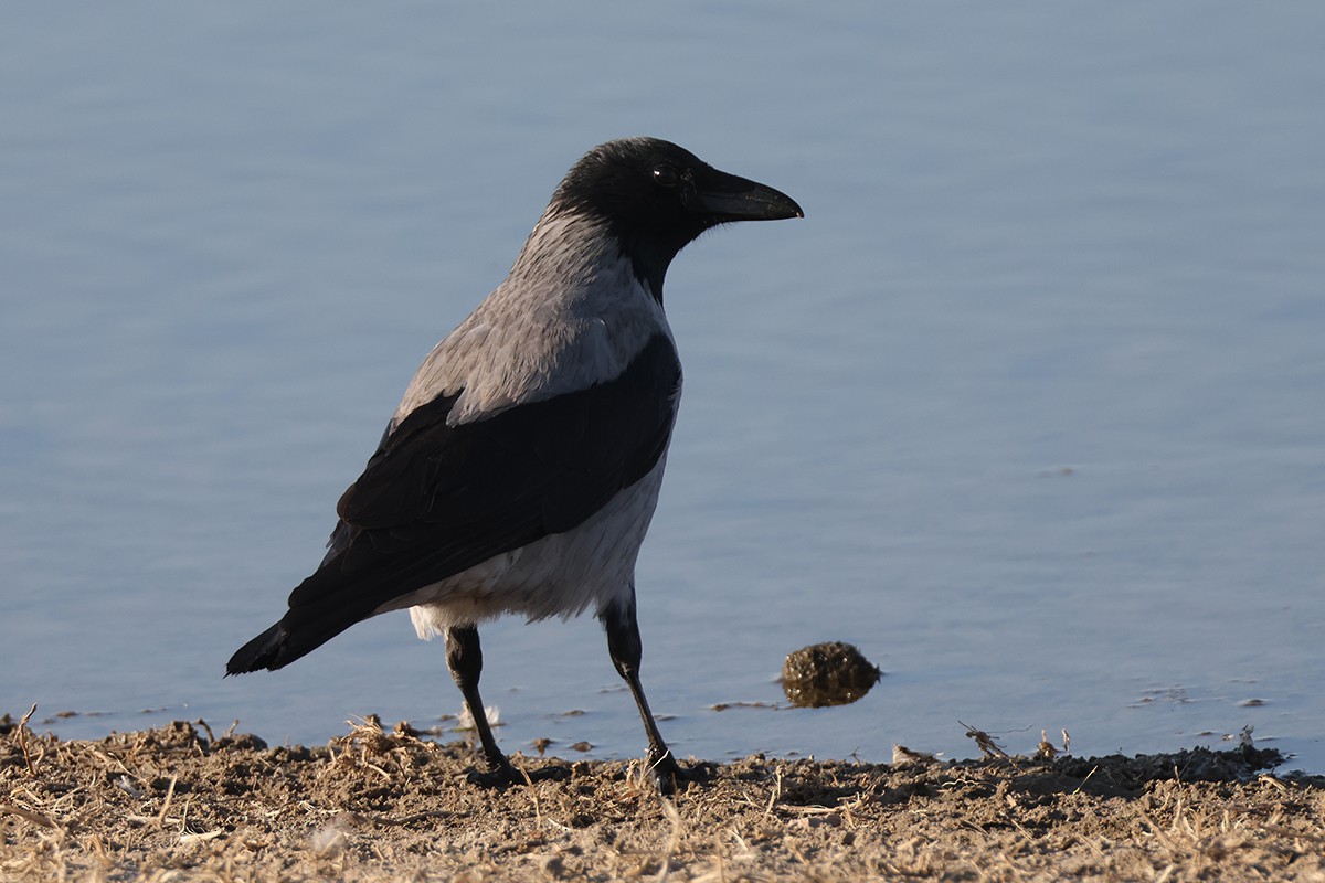 Hooded Crow - ML643344923