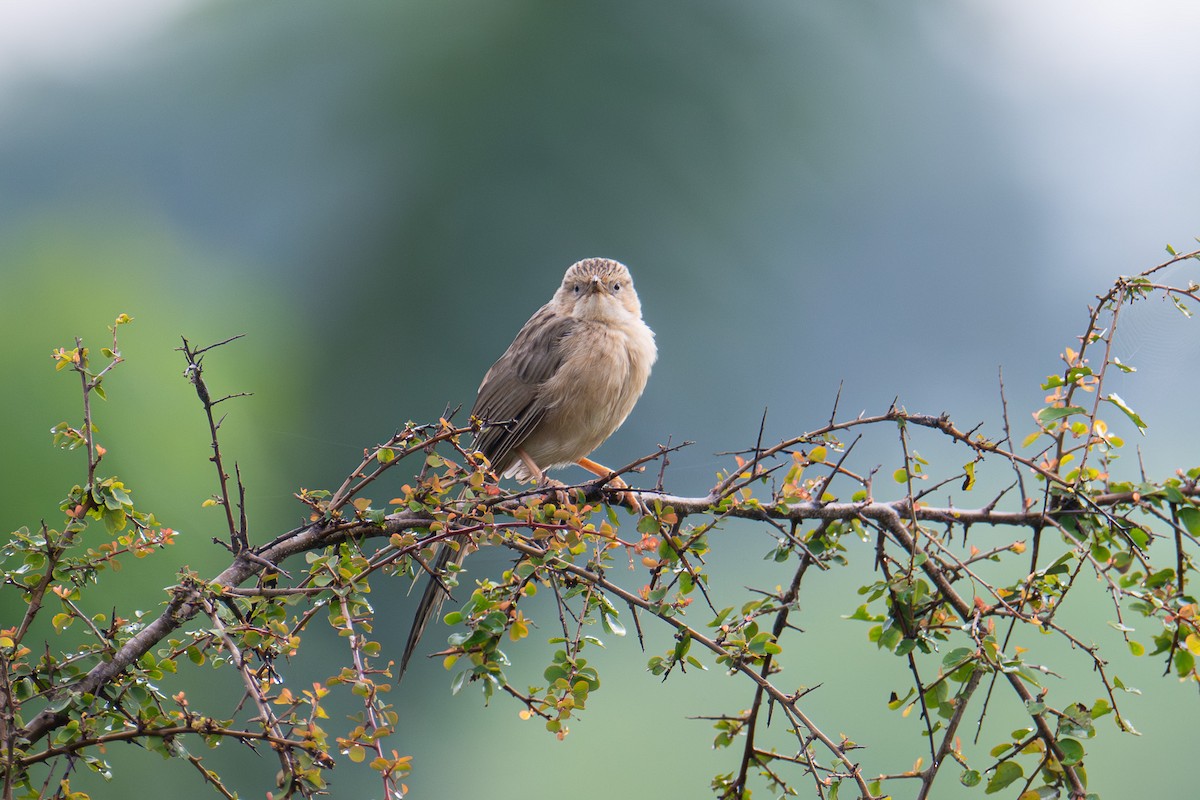 Common Babbler - ML643344925
