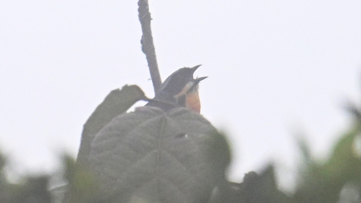 Tangara Ventricastaña - ML643344936