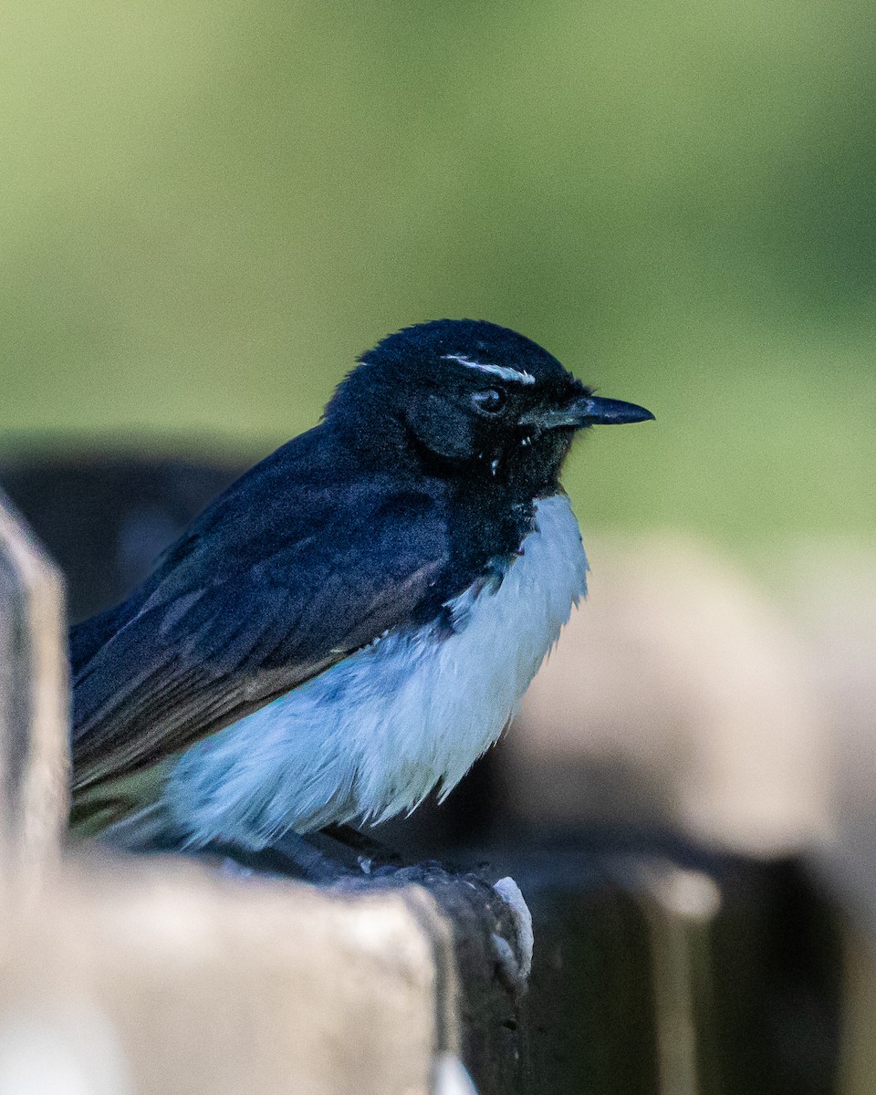 Willie-wagtail - ML643344938