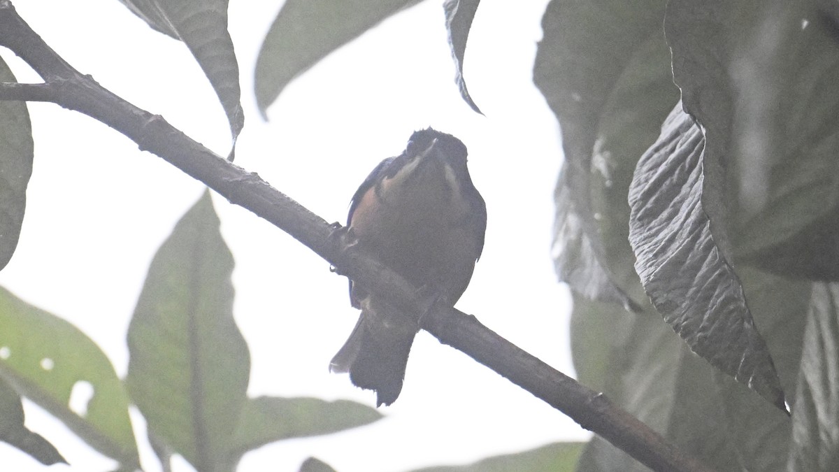 Tangara Ventricastaña - ML643344940