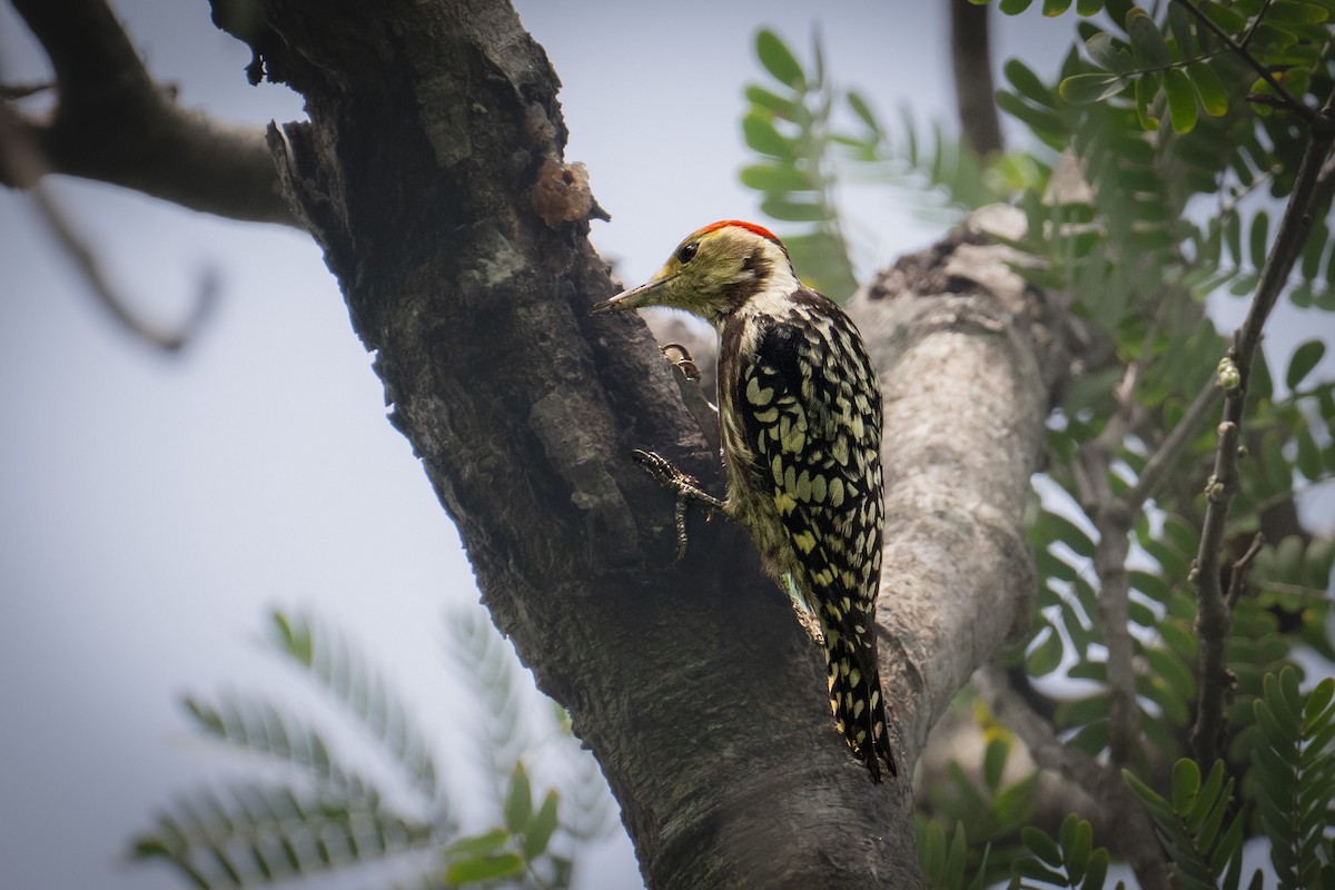 Yellow-crowned Woodpecker - ML643344944
