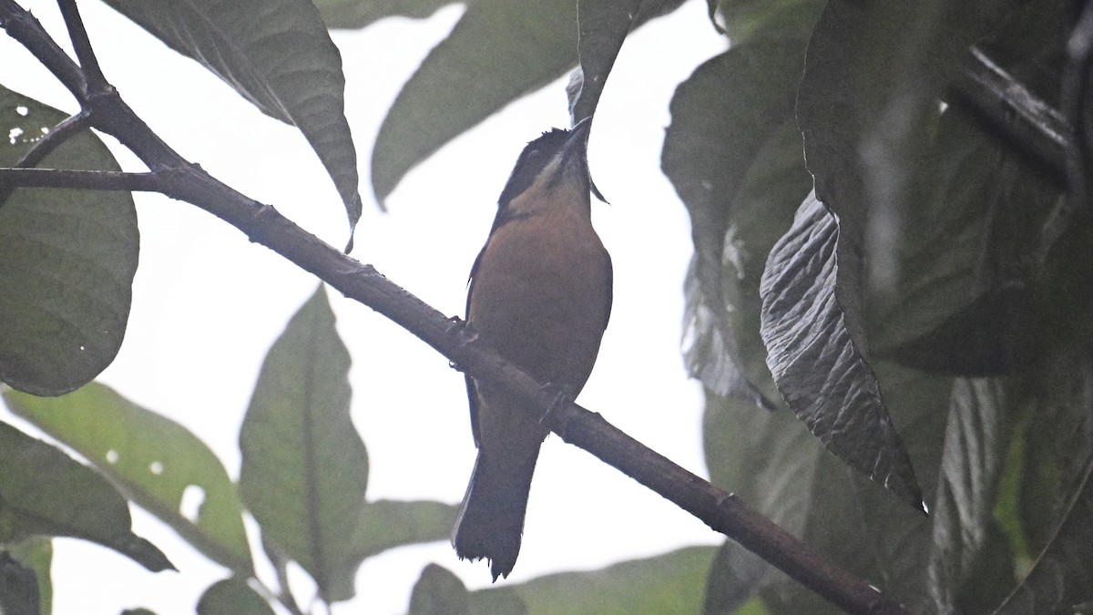 Tangara Ventricastaña - ML643344946