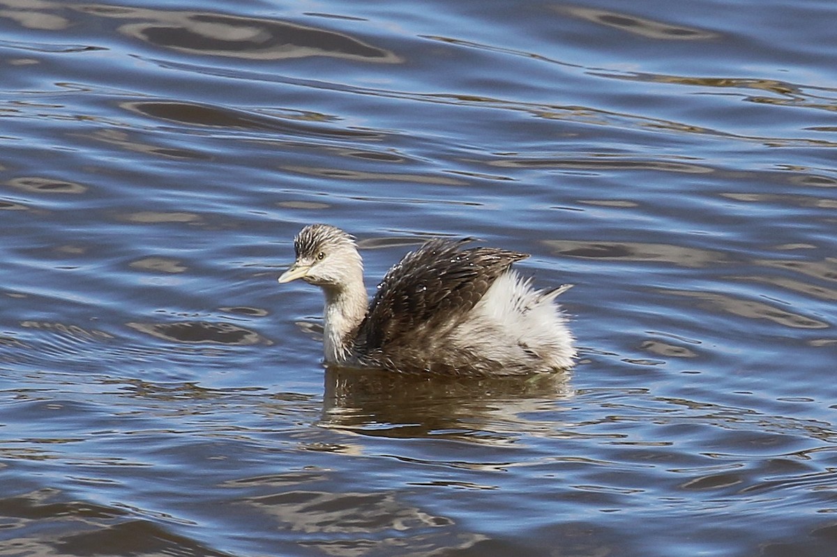 Hoary-headed Grebe - ML643344950
