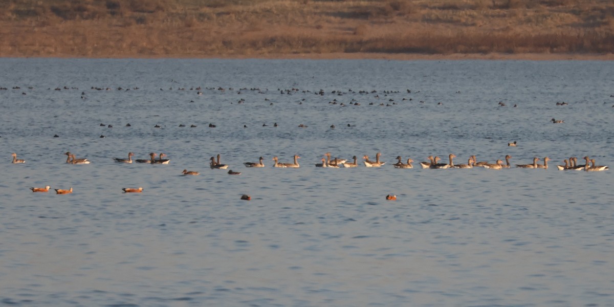 Graylag Goose - ML643344958