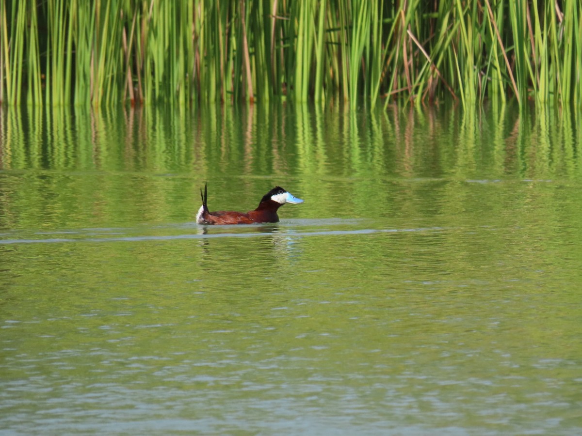 Ruddy Duck - ML643344963