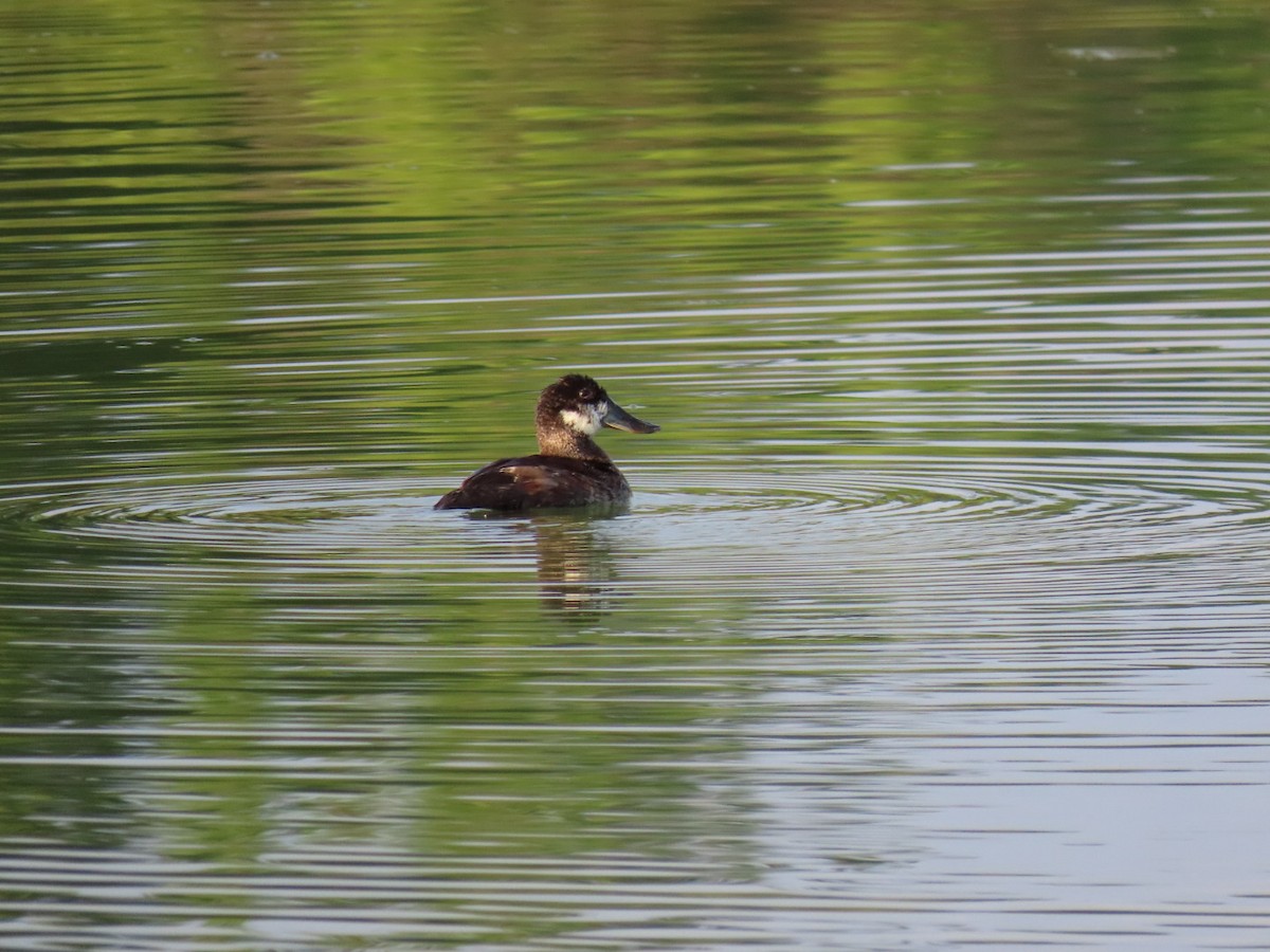 Ruddy Duck - ML643344964