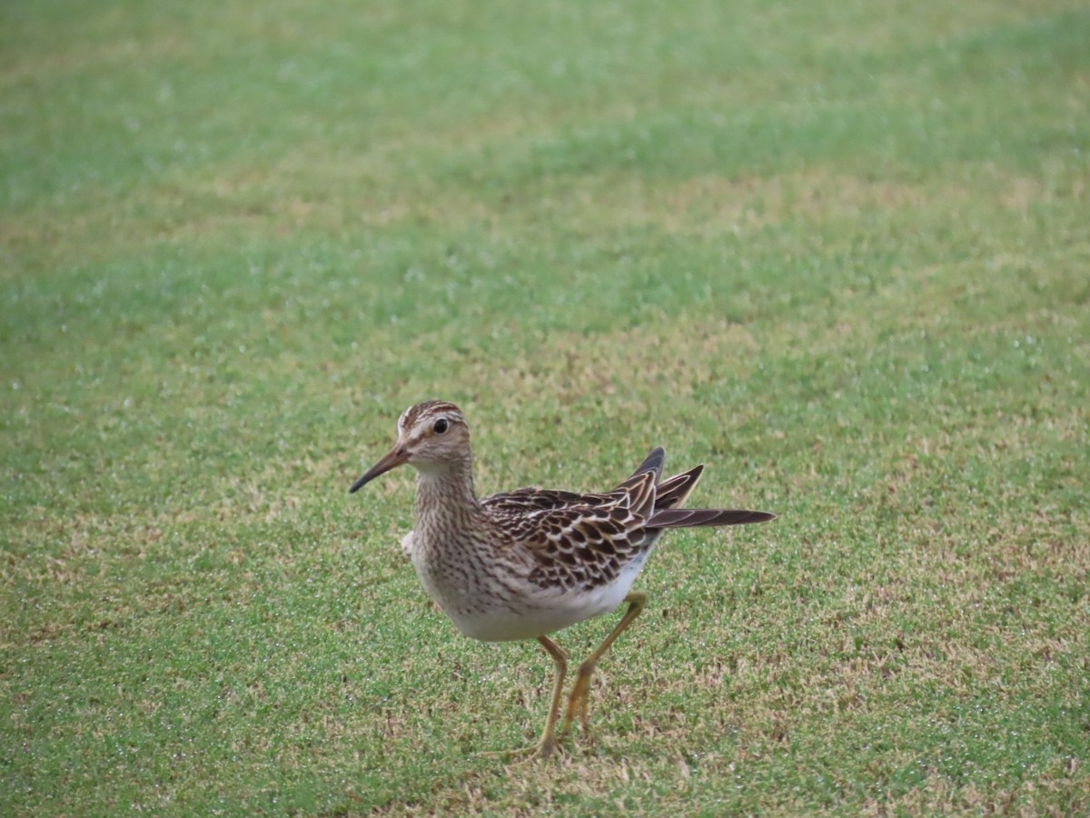 Орог элсэг - ML643344976