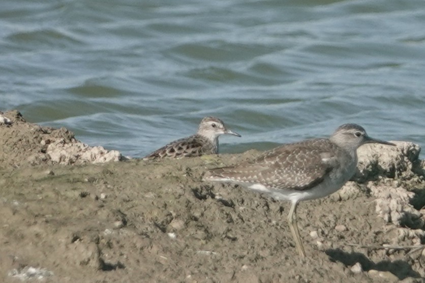 Long-toed Stint - ML643344978