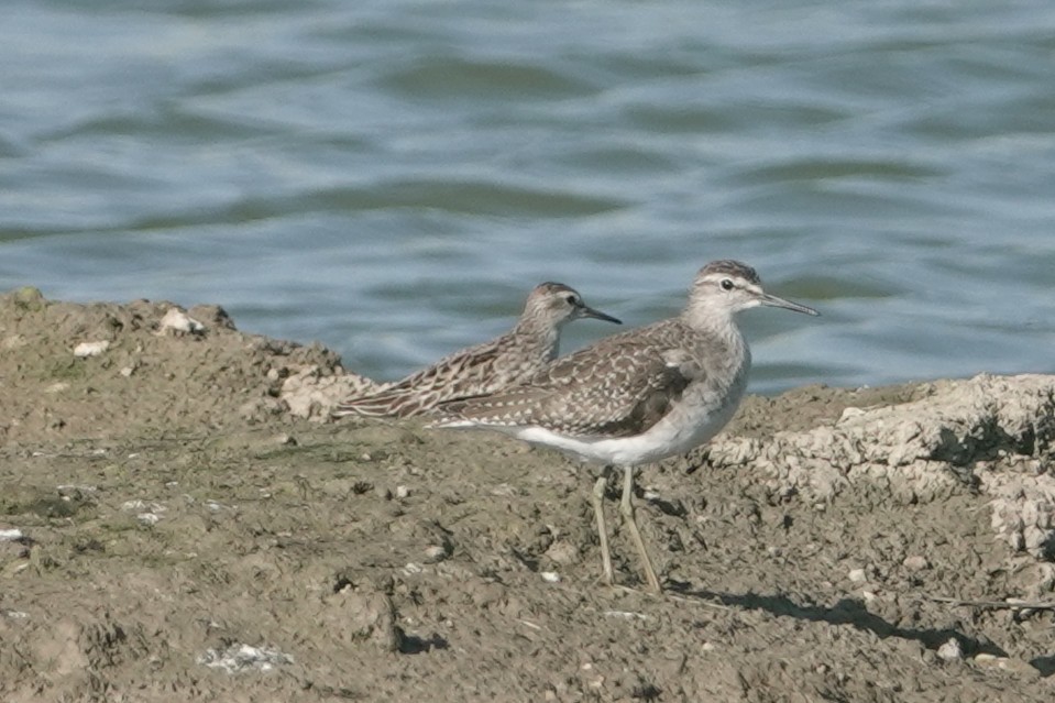 Long-toed Stint - ML643344979