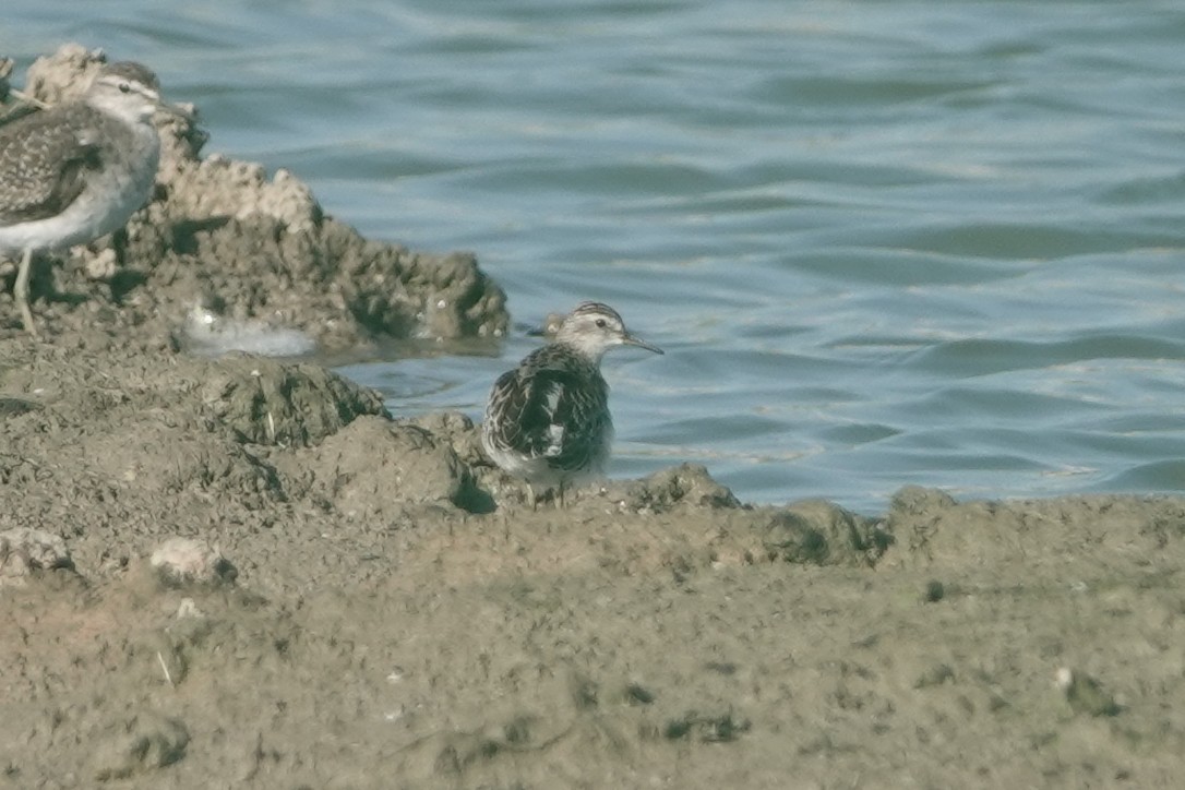 Long-toed Stint - ML643344981