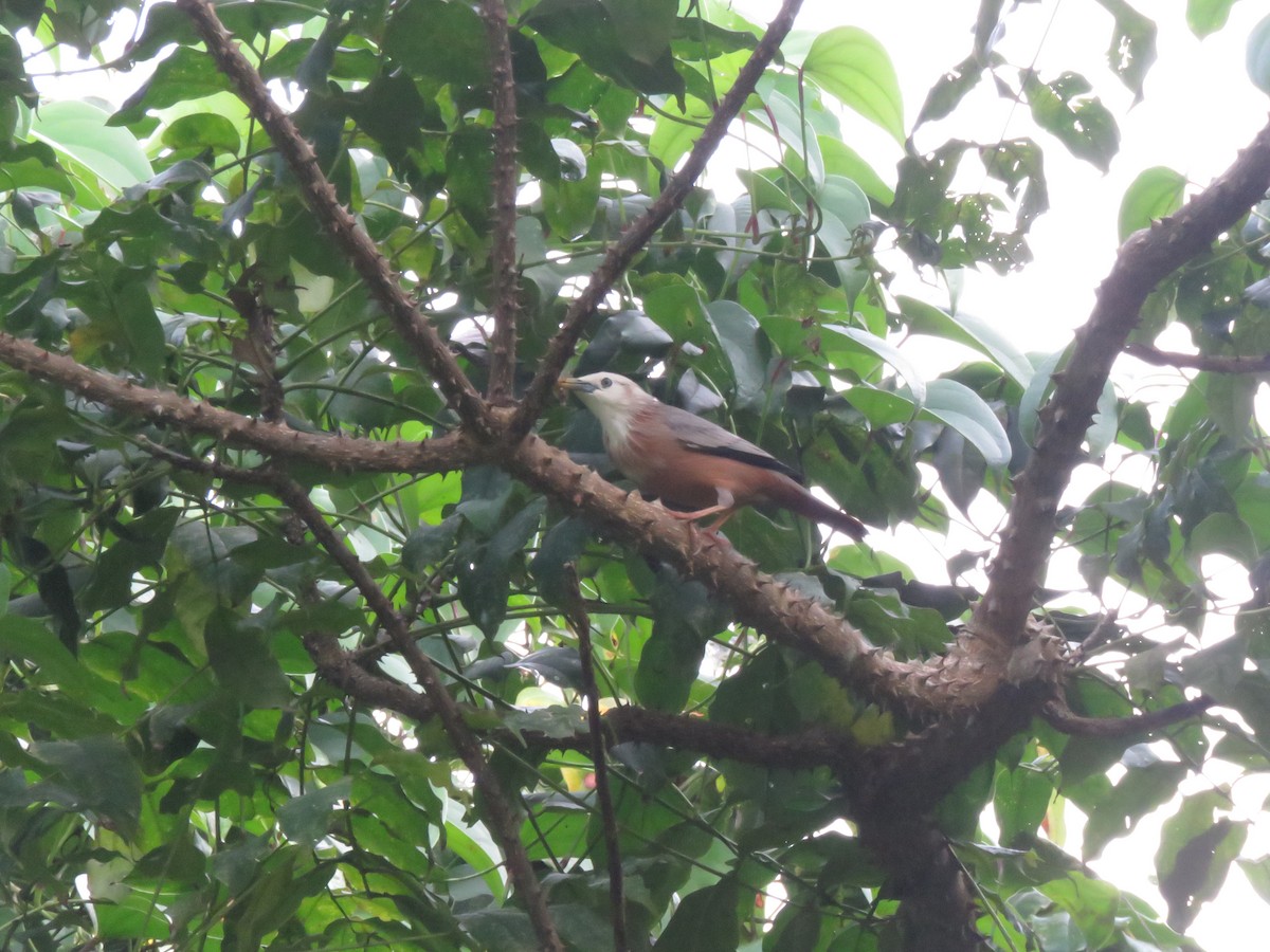 Malabar Starling - ML643345008
