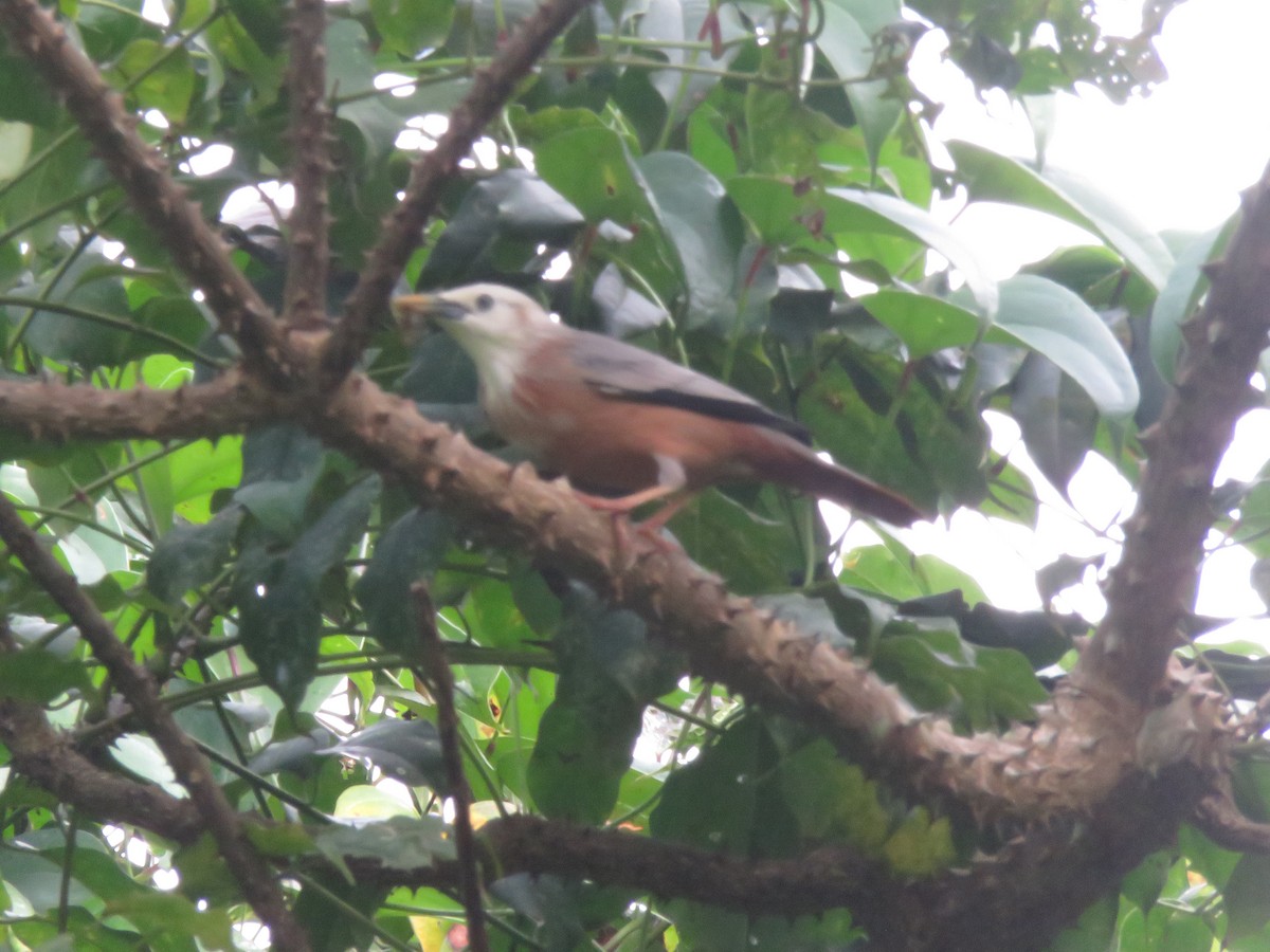 Malabar Starling - ML643345009