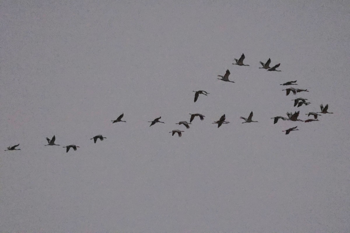 Demoiselle Crane - ML643345010