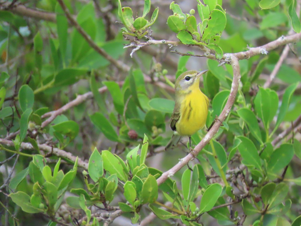 Prairie Warbler - ML643345017