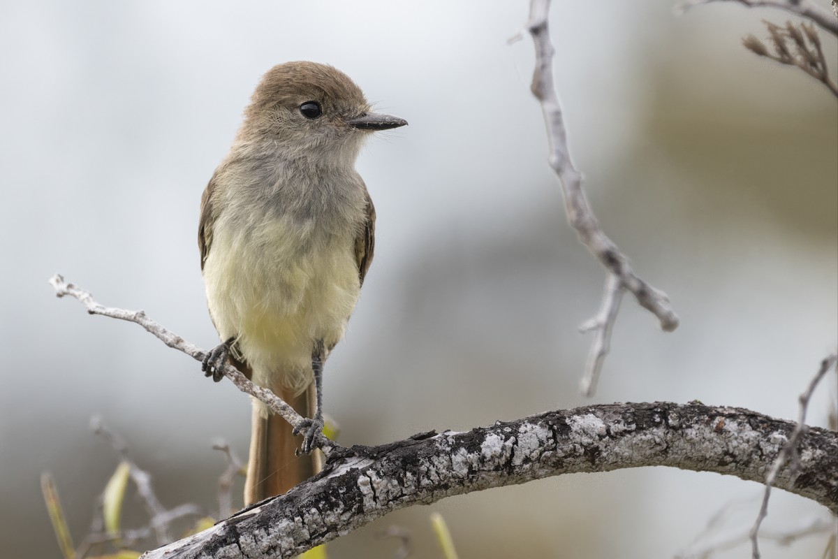 Galapagos Flycatcher - ML643345019