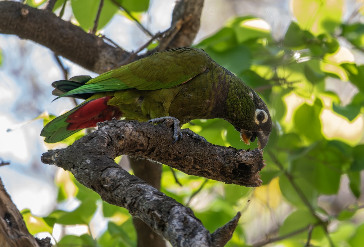 Scaly-headed Parrot - ML643345041